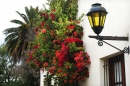 Street Light and Flowers, Uruguay