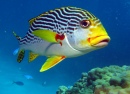 Diagonal Banded Sweetlips