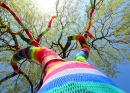 Yarn-bombed Willow