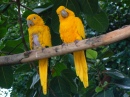 Golden-Conures