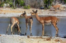 Black-faced Female Impala in Namibia