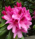 Rhododendron Bloom