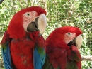 Macaw Parrots