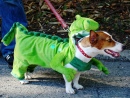 Jurassic Bark