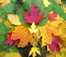 Autumn Leaves