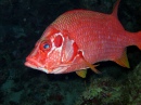 Sabre Squirrelfish