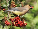 Cedar Waxwing