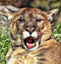 Mountain Lion, Oklahoma City Zoo