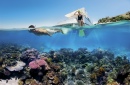 Reef Snorkelling on the Great Barrier Reef