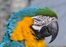 Blue-and-yellow Macaw