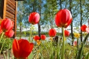 Tulips Stretching for the Warm Sun