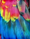 Rainbow Feathers