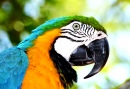 Blue-and-yellow Macaw