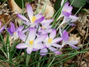 Crocus Flowers