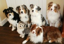 Australian Shepherds and a Havanese