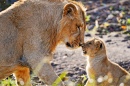 Lion Brothers Nose to Nose