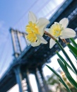 Manhattan Bridge