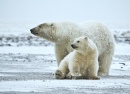 Polar Bear with Cub