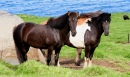 Icelandic Horses