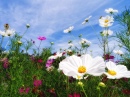 Field of Summer Flowers