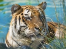 Amir Enjoying the Bath