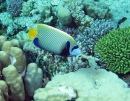 Emperor Angelfish, Red Sea, Egypt