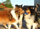 Three Dogs. One Ball.