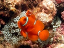 Spine Cheeked Anemonefish