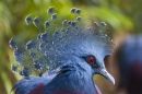 Victoria Crowned Pigeon