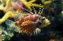 Nice Lionfish