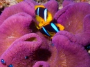 Anemone Fish, Taveuni Island, Fiji