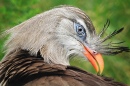 Crested Cariama