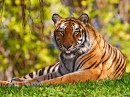 Bengal Tiger