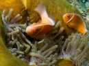 Anemonefish, Taveuni, Fiji