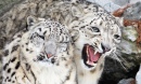 Snow Leopards