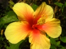 Hibiscus