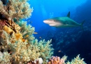 Shark in the Red Sea