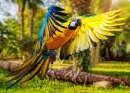 Macaw Parrot