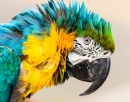 Macaw Portrait