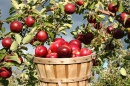 Apple Barrel