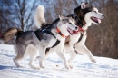 Siberian Husky and Alaskan Malamute