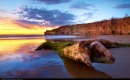 Dead Tree along the Seashore