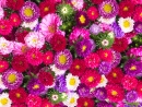 Red, Pink and Violet Aster Flowers