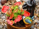 Geranium in the Pot