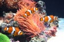 Anemone and Clown Fish