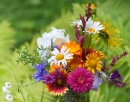 Garden and Wild Flowers