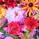 Colorful Summer Flowers