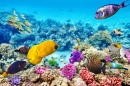 Corals and Tropical Fish