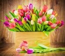Tulips in the Box