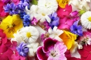 Colorful Spring Flowers